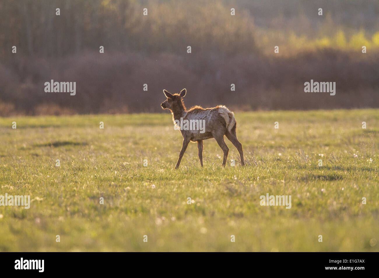 Elche (Cervus Canadensis) Wapiti, im Licht frühen Morgens, mit seinen satten Farben braunen, stehend auf einer Wiese Stockfoto