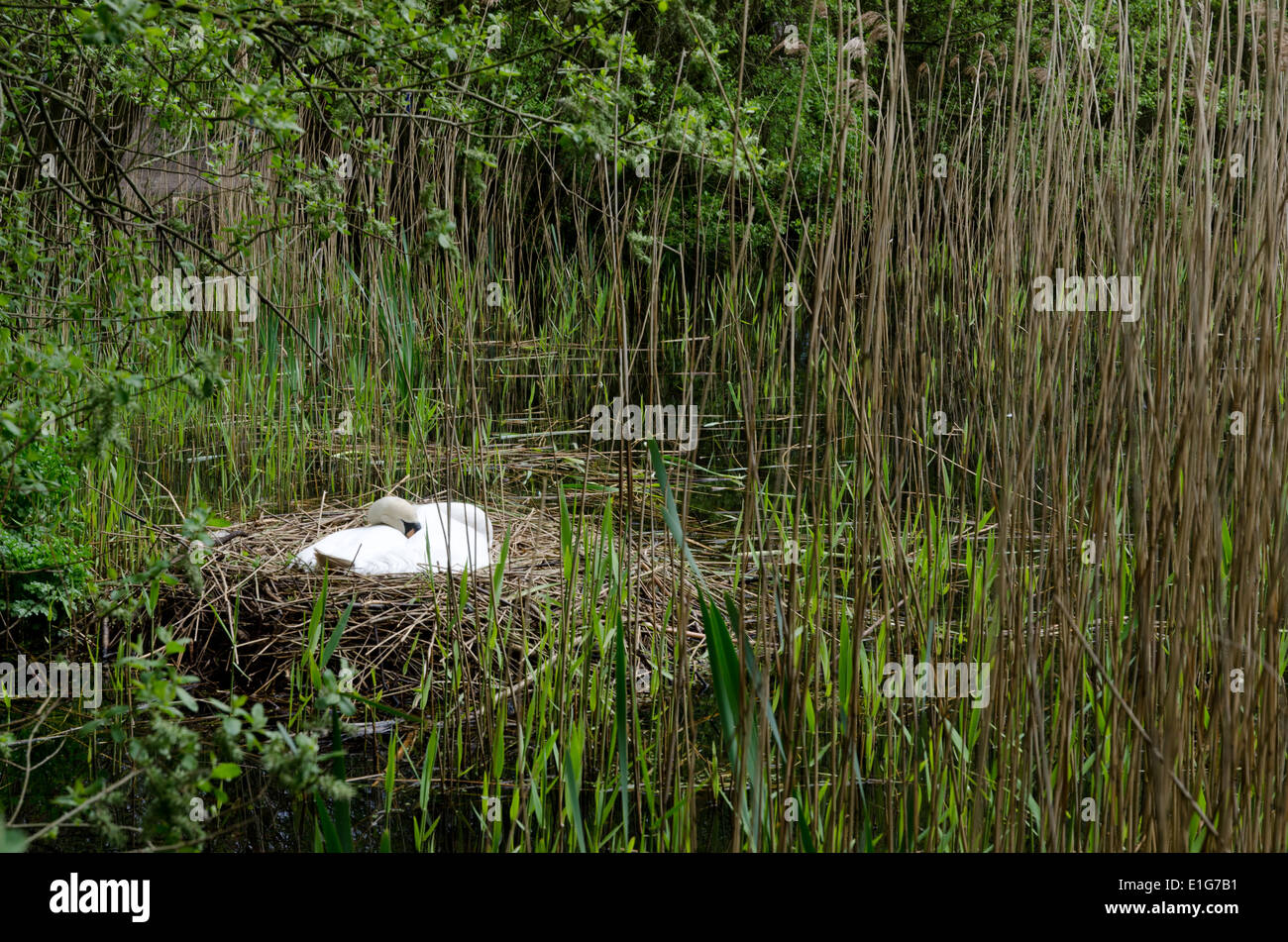 Ein Höckerschwan (Cygnus Olor) sitzt auf einem Nest im Schilf auf einem Teich Stockfoto