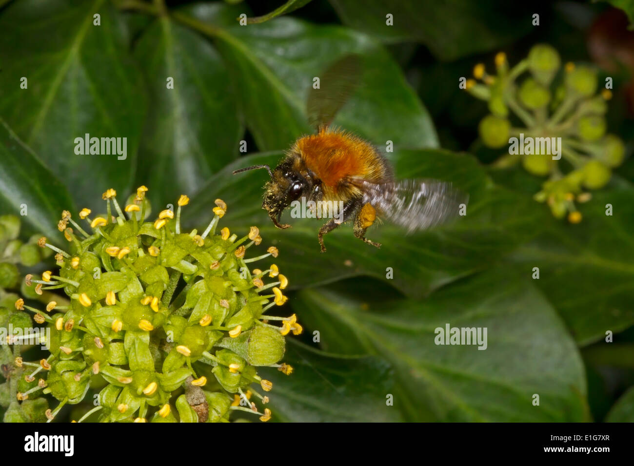 Gemeinsamen Carder Bee - Bombus Pascuorum auf Ivy. Stockfoto