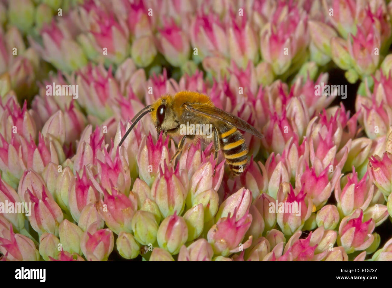 Ivy Bee - Colletes Hederae - Männchen ernähren sich von Sedum. Stockfoto