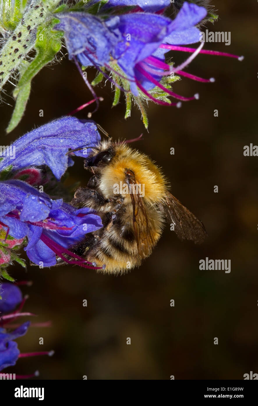 Gemeinsamen Carder Bee - Bombus Pascuorum auf Viper's Bugloss. Stockfoto