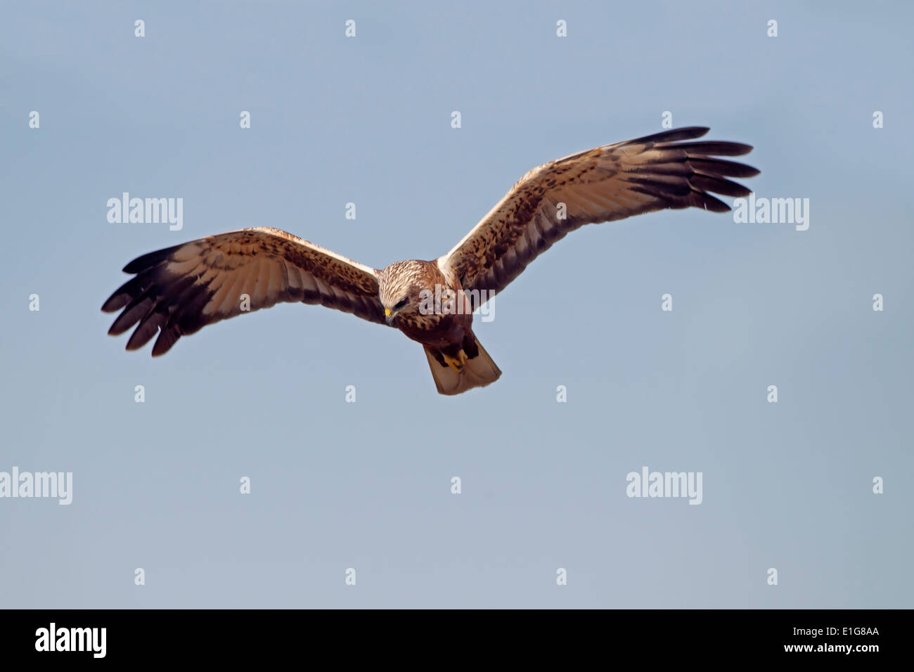 Marsh Harrier - Circus Aeruginosus - unreife männlich Stockfoto