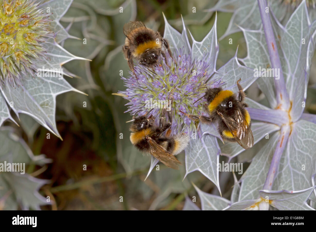 Vestal Kuckuck Bumblebee - Bombus Vestalis (links und oben) mit Bombus Terrestris oder Lucorum auf Meer Holly. Stockfoto