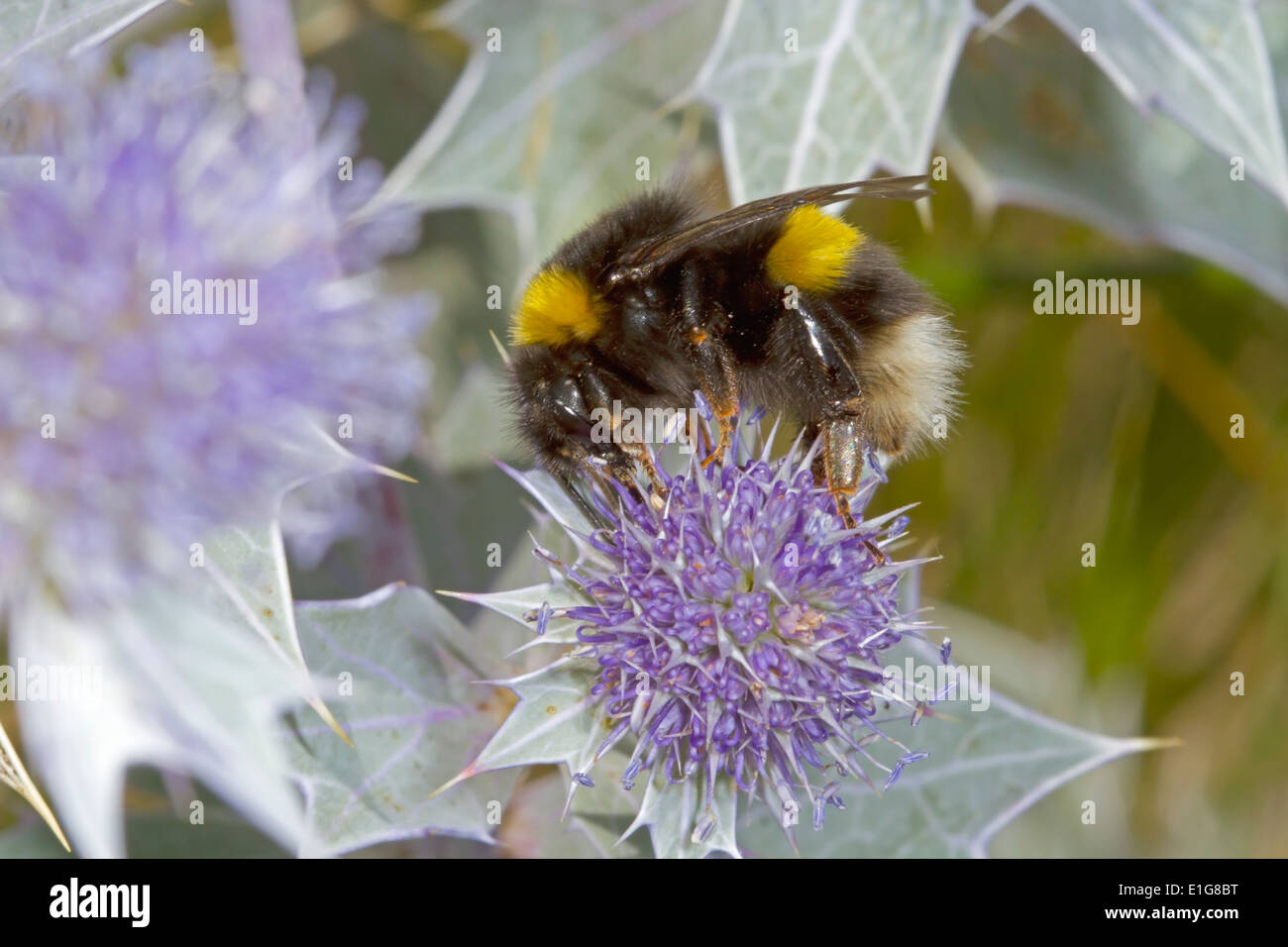 White-tailed Bumblebee - Bombus Lucorum - Königin am Meer Holly. Stockfoto