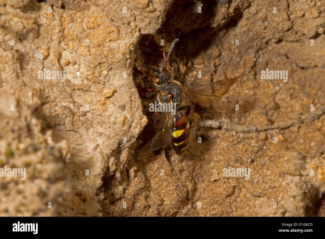 Nomada Leucophthalma, ein Kleptoparasite von Andrena clarkella Stockfoto