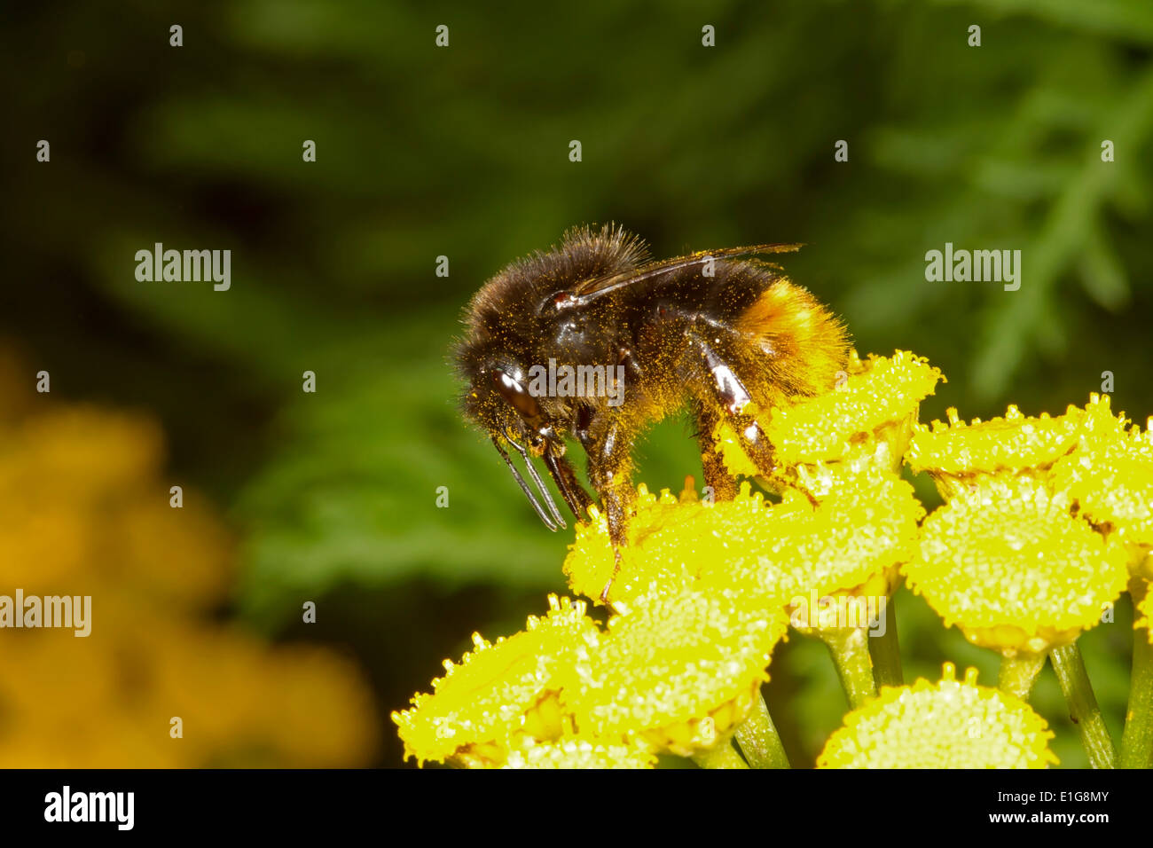 Rotschwanz-Bumblebee - Bombus Lapidarius - Arbeiter auf Kreuzkraut. Stockfoto