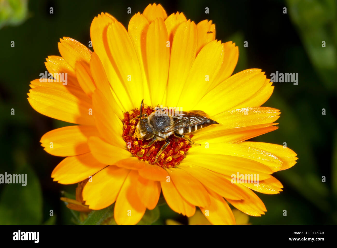 Coelioxys Elongata - weiblich. Eine einsame Biene parasitäre auf Megachile Willughbiella, ungewöhnlich. Stockfoto