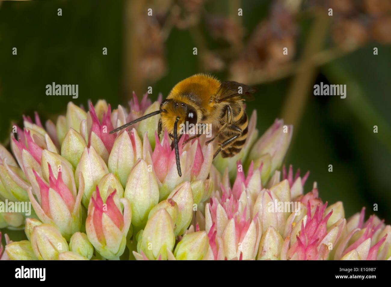Ivy Bee - Colletes Hederae - Männchen ernähren sich von Sedum. Stockfoto