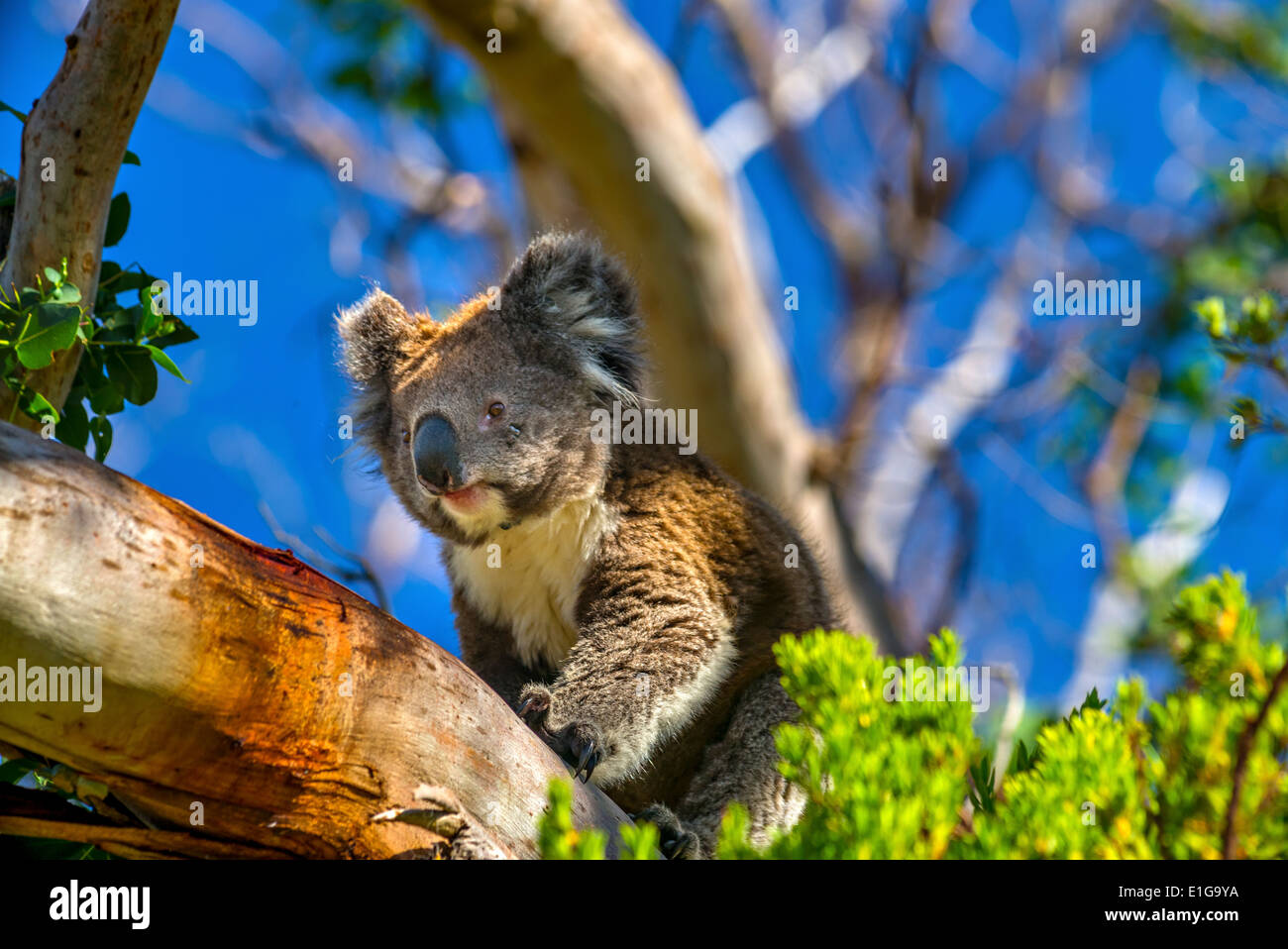 Wild Koala Bears, Entlang Der Great Ocean Road, Australien, Victoria, Australien Stockfoto