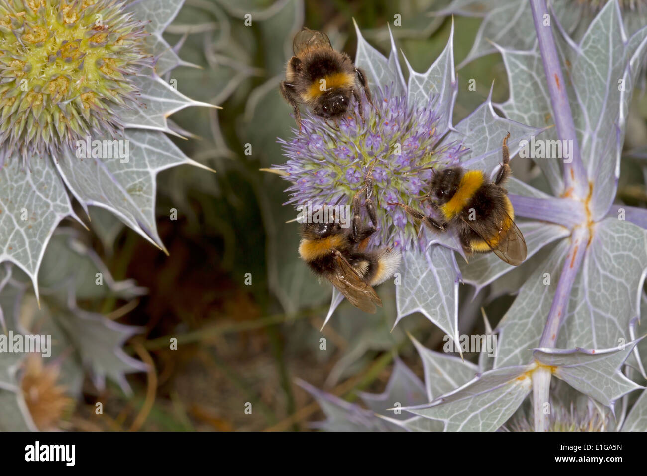 Vestal Kuckuck Bumblebee - Bombus Vestalis (links und oben) mit Bombus Terrestris oder Lucorum auf Meer Holly. Stockfoto