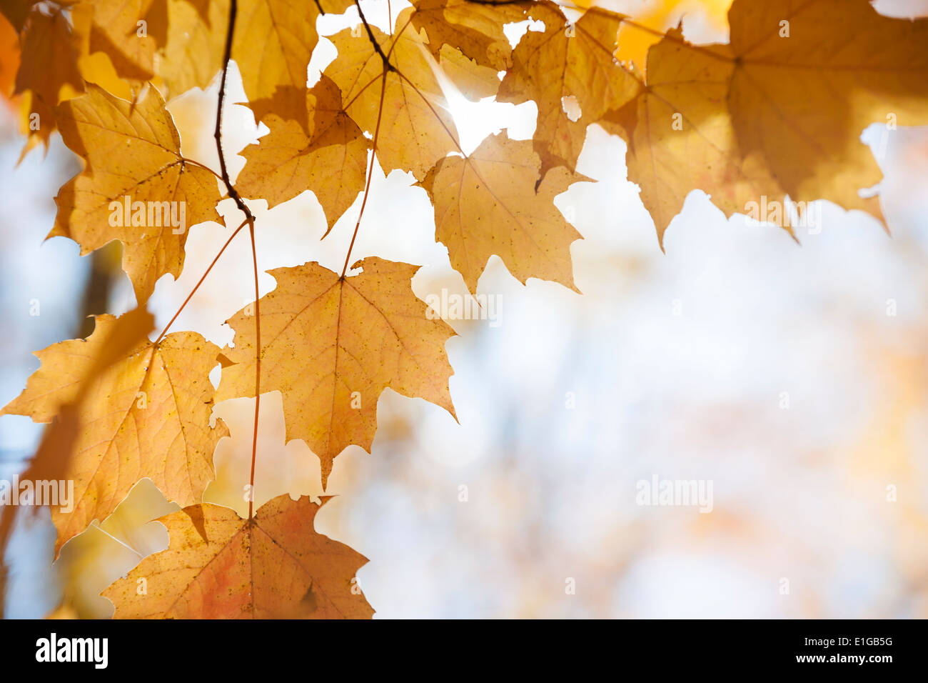 Orangefarbene Hintergrundbeleuchtung Herbstlaub auf Ahorn Baum Ast Herbstsonne mit Textfreiraum Stockfoto