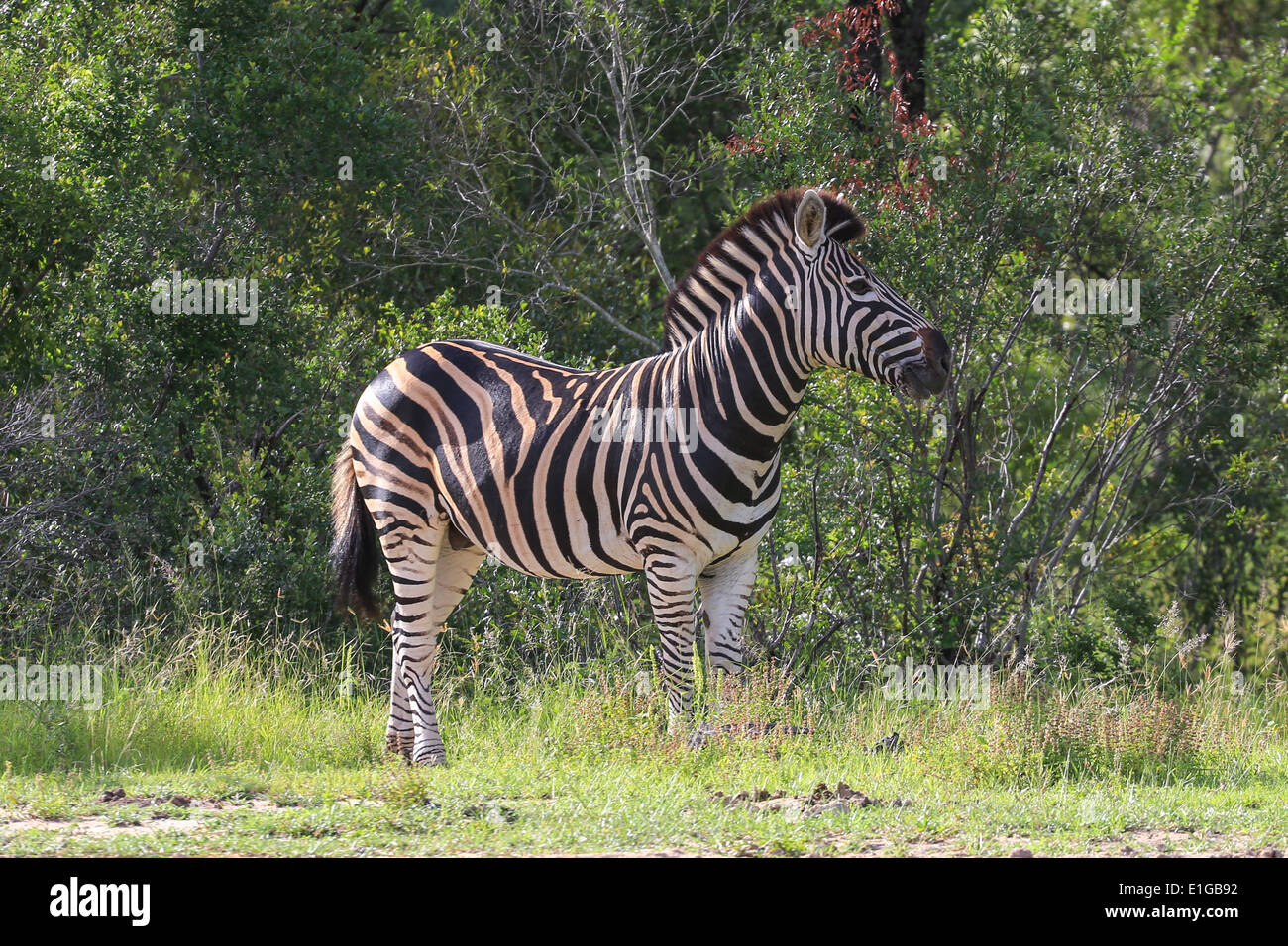 Zebra Hengst Stand in der Nähe einer Wasserstelle auf Sabi Sands Game Reserve, Krüger Nationalpark, Südafrika. Stockfoto