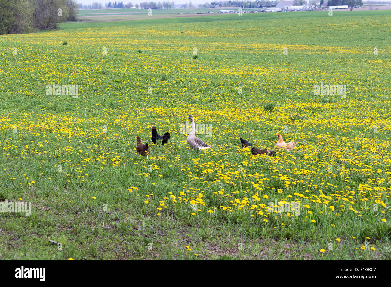 Eine Gans und fünf Hühner, ein Spaziergang durch ein grünes Feld und Löwenzahn Stockfoto