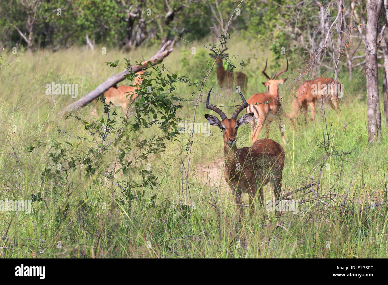 Ein Impala hält einen Ausblick, während andere Impalas im Sabi Sands Game Reserve, Krüger Nationalpark, Südafrika grasen. Stockfoto