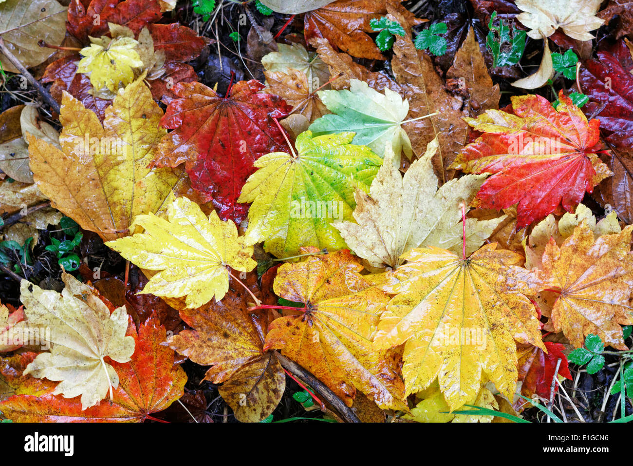Nasses Herbstlaub von Acer Japonicum 'Vitifolium' Stockfoto