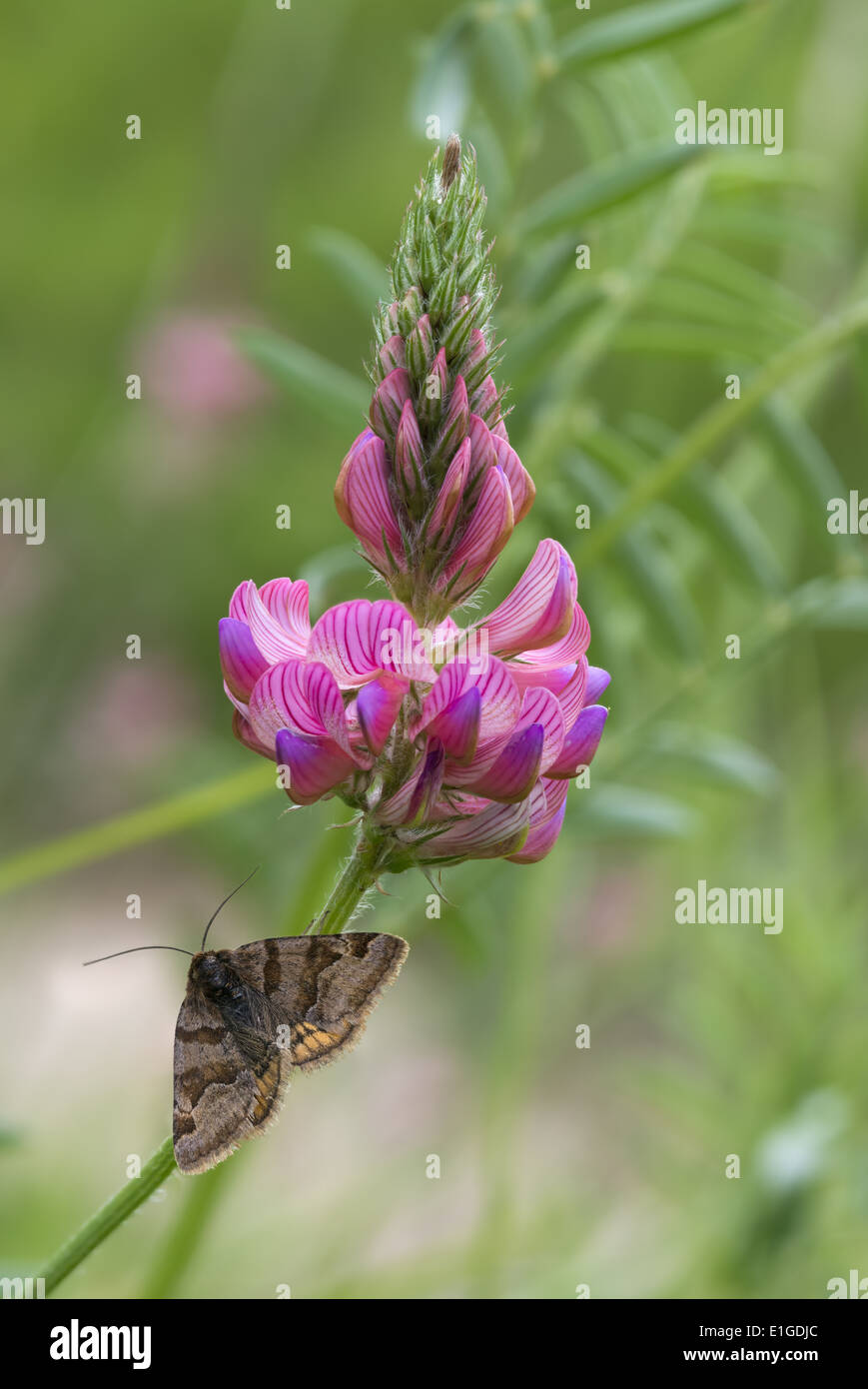 Sanfoin Onobrychis Viciifolia in Blüte mit Burnet Begleiter Moth, Euclidia glyphica Stockfoto