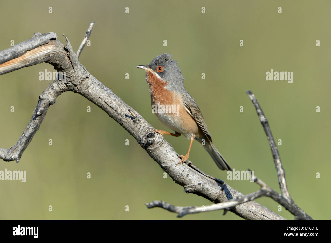 Östlichen subalpinen Warbler - Sylvia Cantillans albistriata Stockfoto