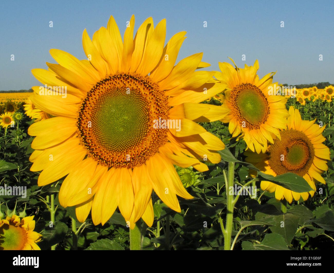 Sonnenblumen in einem Feld, Südrussland Stockfoto