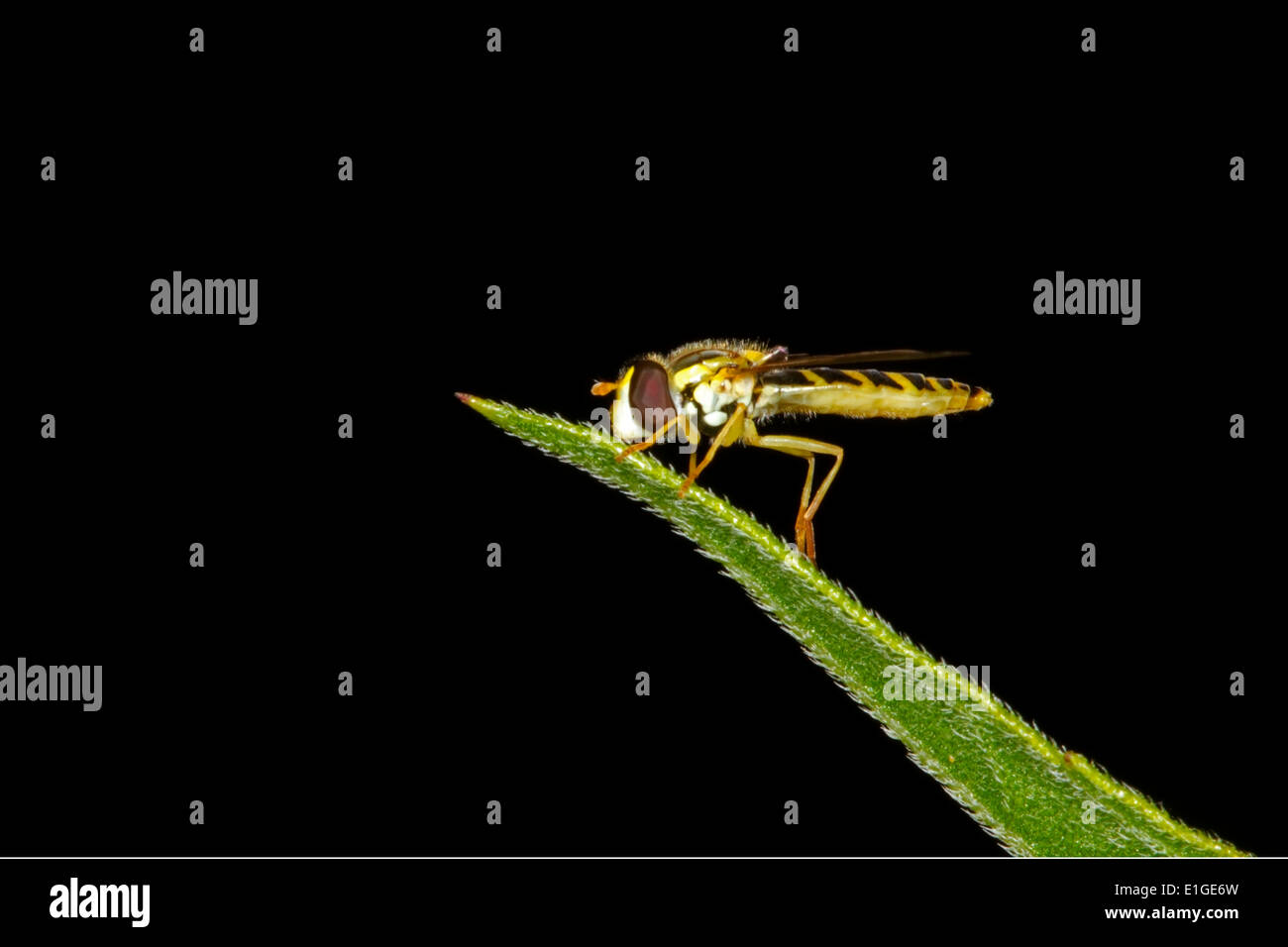 Lange Hoverfly - Sphaerophoria Scripta - weiblich Stockfoto