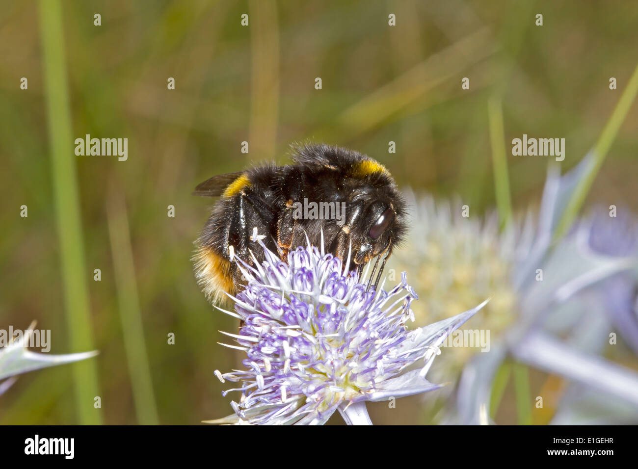 Buff-tailed Bumblebee - Bombus Terrestris - Königin. Stockfoto