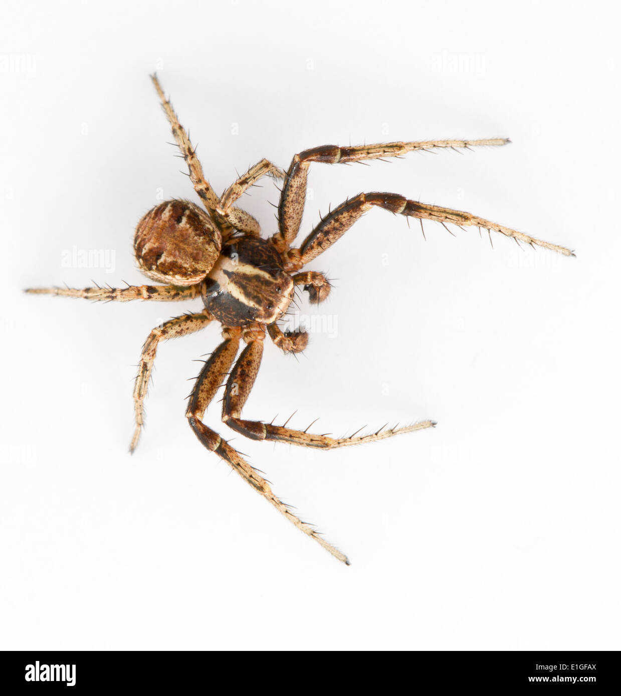 Xysticus Cristatus - männlich. Die häufigste der Krabben Spinnen. Die Männchen sind deutlich kleiner, die Weibchen. Stockfoto