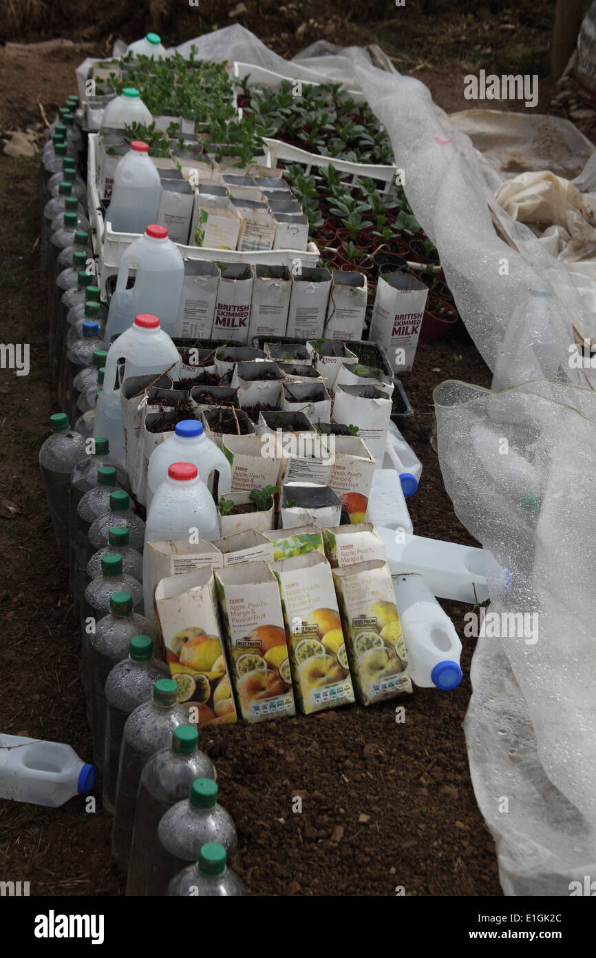 Propogating mit Recycling-Materialien und eine Brutstätte von Wasser umgeben gefüllt Pop-Flaschen, Retian Wärme Stockfoto