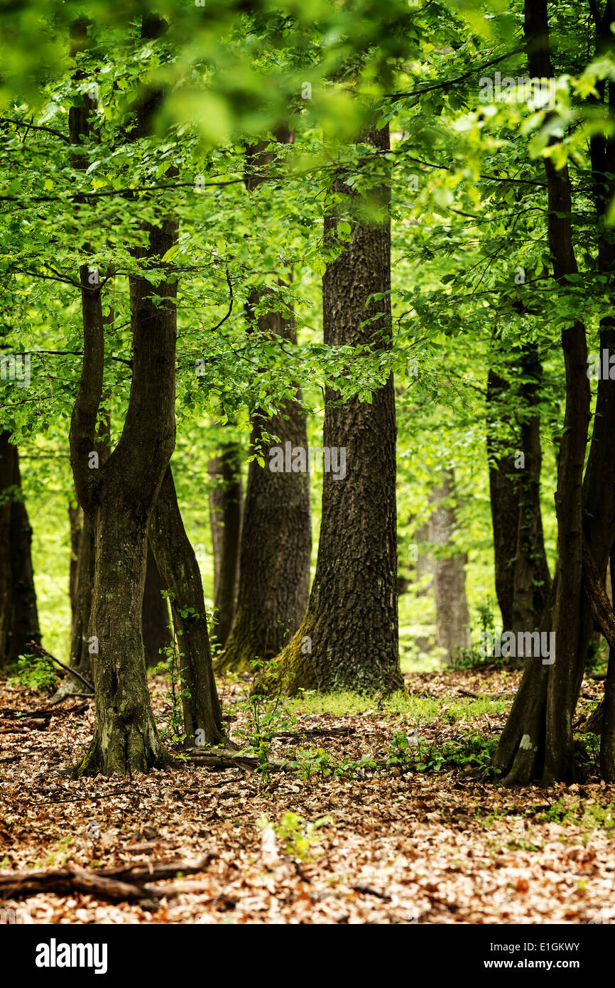 Grünen Wald mit Eichen im Frühling Stockfoto