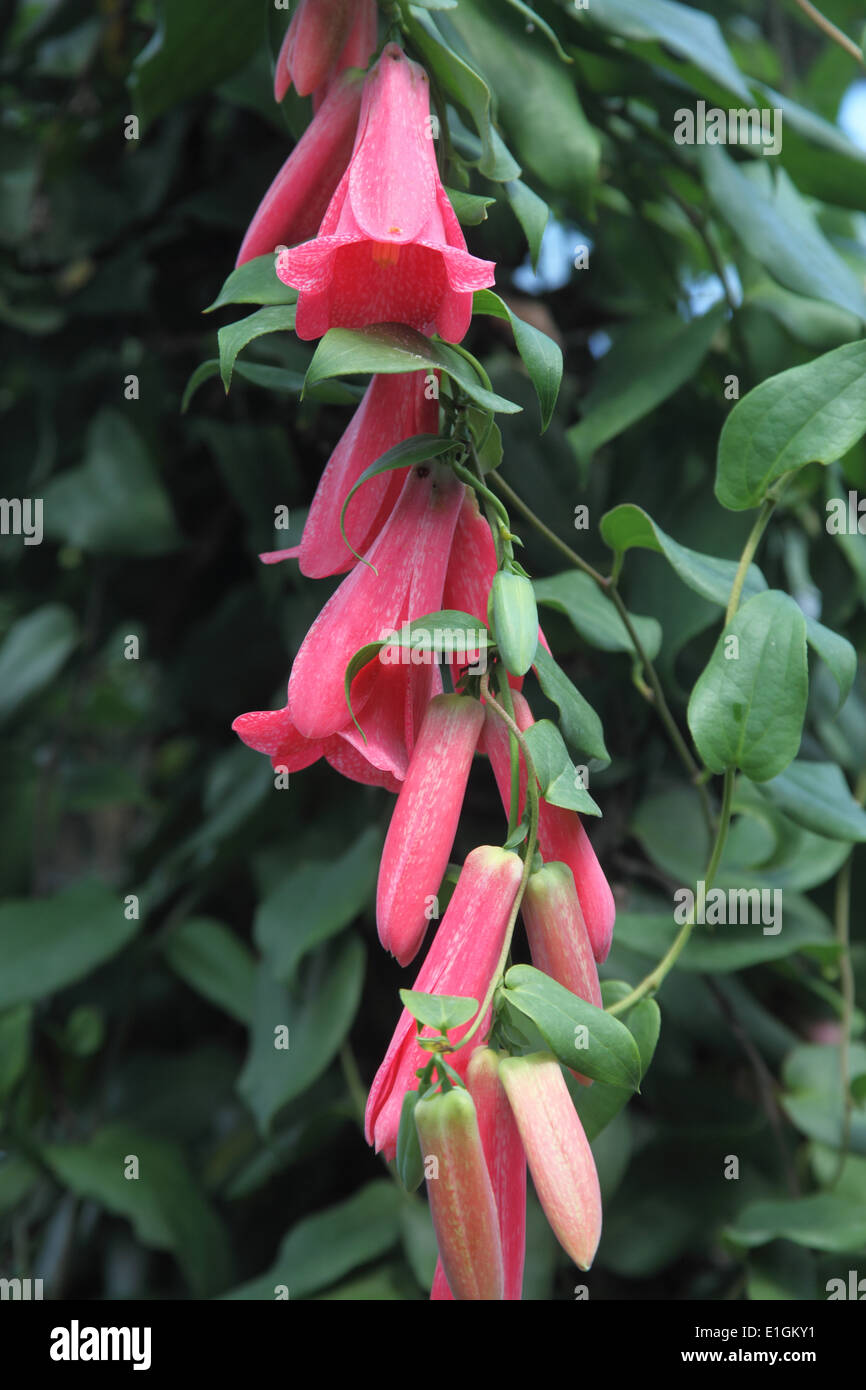 Lapageria Rosea Chillean Glockenblume Nahaufnahme Blume Stockfoto