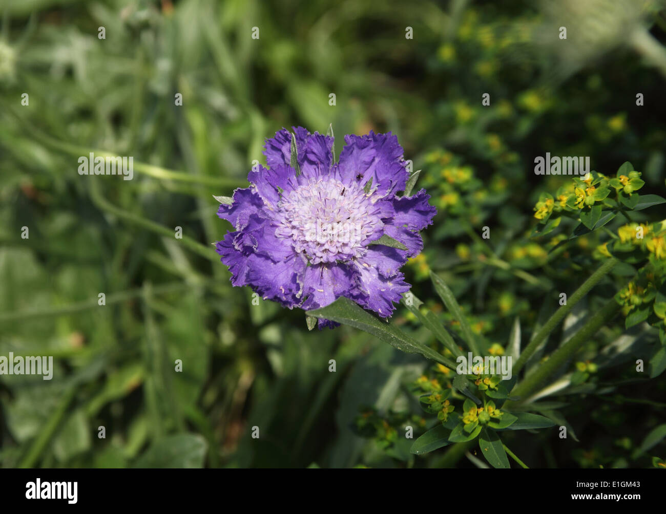 Scabiosa Caucasica "Fama" Nadelkissen Blume Nahaufnahme Blume Stockfoto