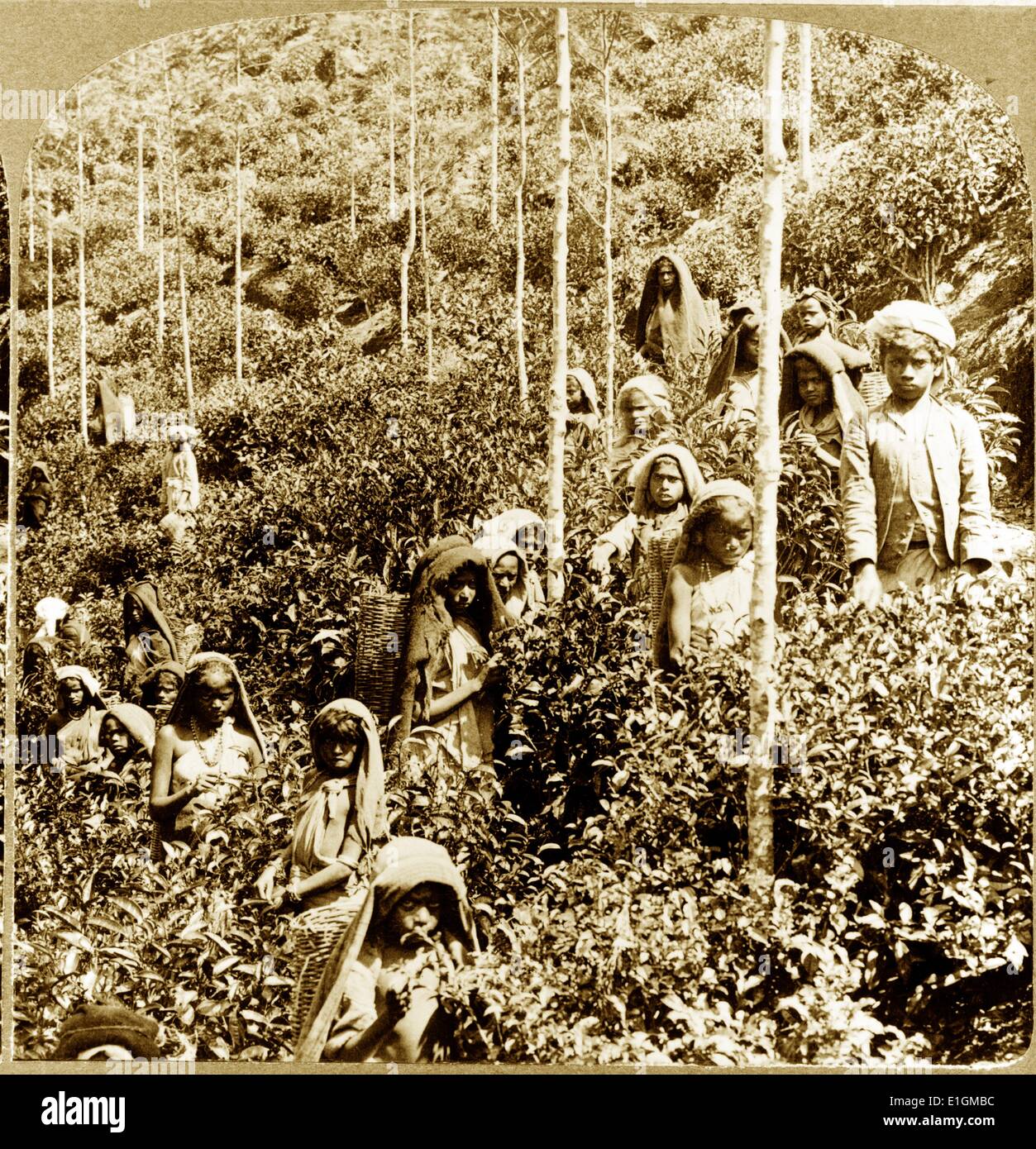 Foto zeigt Kuli Kinder Kommissionierung Tee bei Takawakele, Sri Lanka. Datiert 1903 Stockfoto