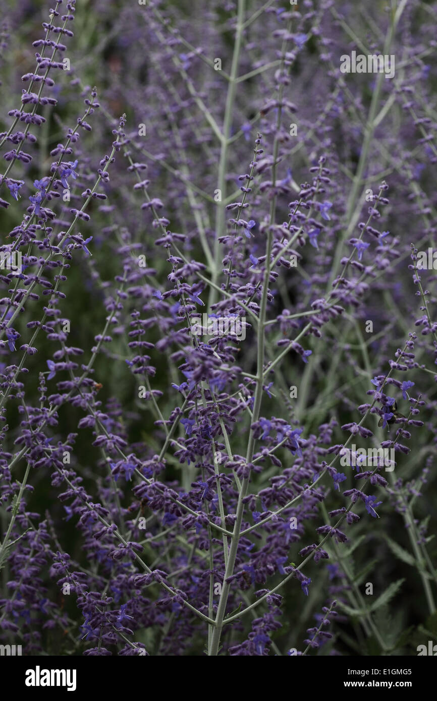 Peroskia "Blauer Turm" Pflanze in Blüte Stockfoto