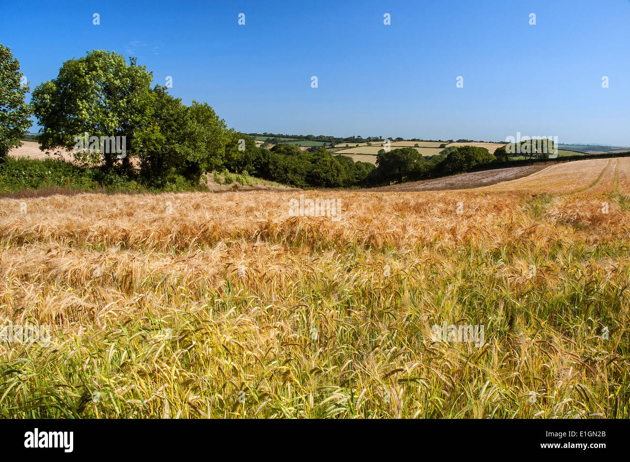 ein Bereich der Weizen reif für die Ernte Stockfoto
