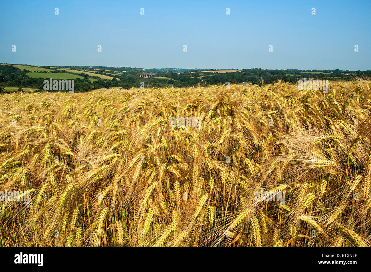 ein Bereich der Weizen reif für die Ernte Stockfoto