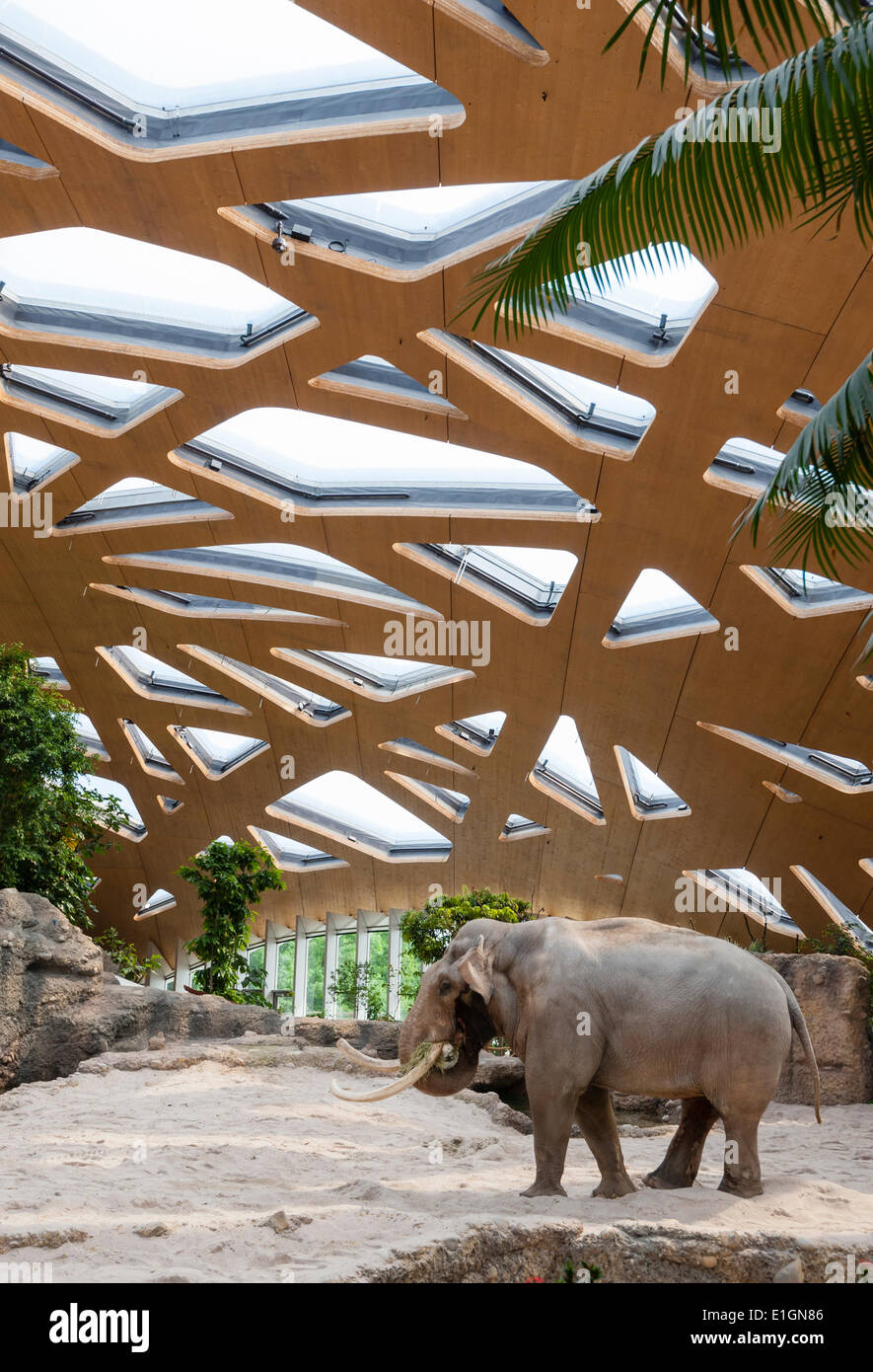Zürich, Schweiz. 4. Juni 2014. Elefantenbullen "Maxi" der Zoo Zürich ist  ein Spaziergang sein neues Zuhause und neue Attraktion des Zoos: "Kaeng  Krachan" Elephant park, die 10'000 Quadratmeter künstliche Landschaft unter  einer