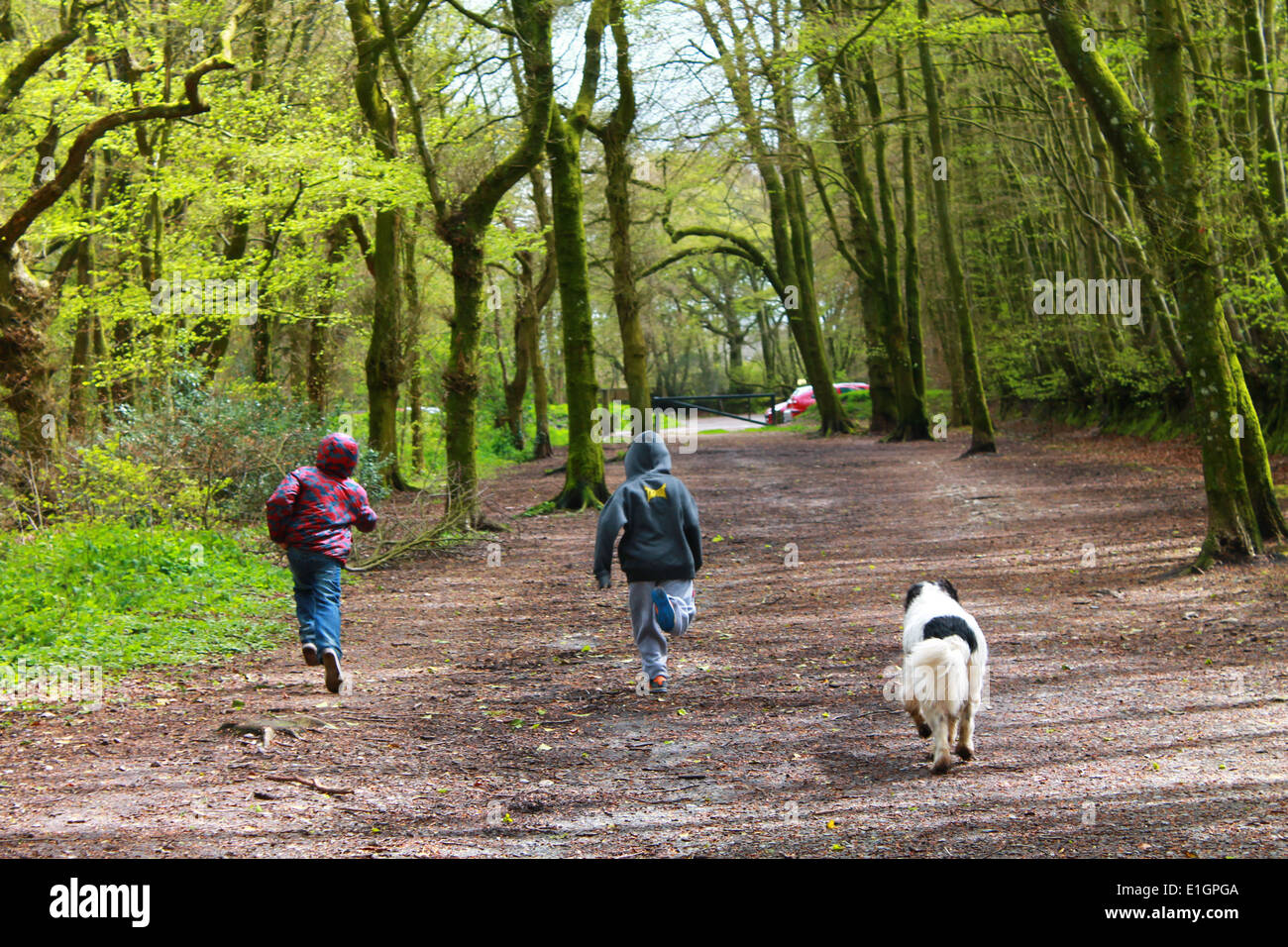 Beste Freunde, die zusammen in den Wald laufen Stockfoto