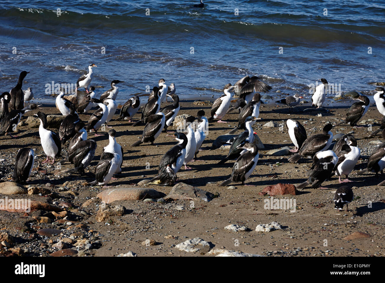 Imperial Kormorane und anderen Seevögeln Punta Arenas Chile Stockfoto