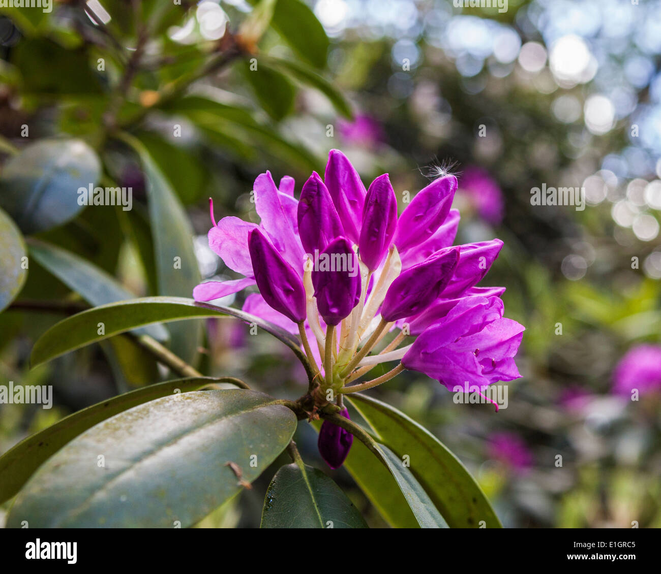 Nahaufnahme von rosa Rhododendron Blüte und Knospe im Frühjahr