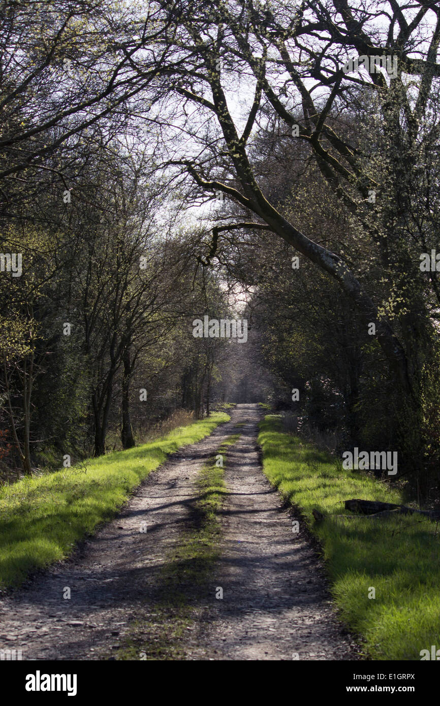 Wald-Pfad in Dumfries and Galloway, Schottland Stockfoto