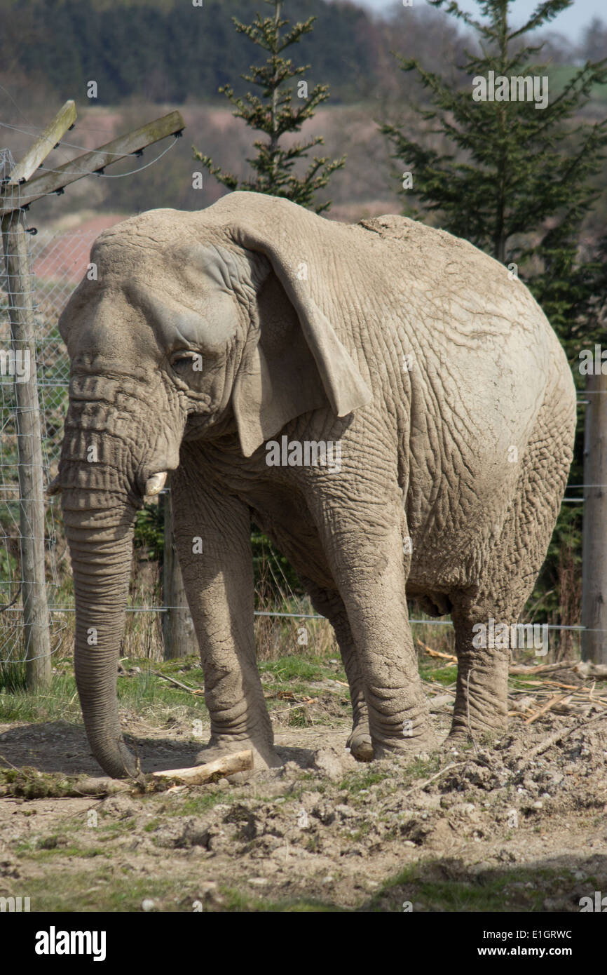 Afrikanische Savanne Elefanten Stockfoto