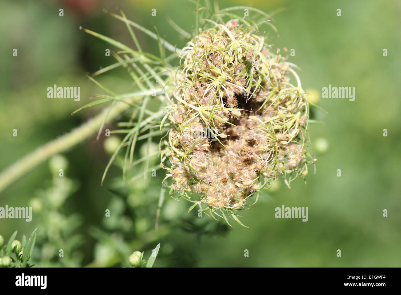 Queen Annes Lace geschlossen und am Ende des Sommers, auch bekannt als Wilde Möhre seeding. Stockfoto