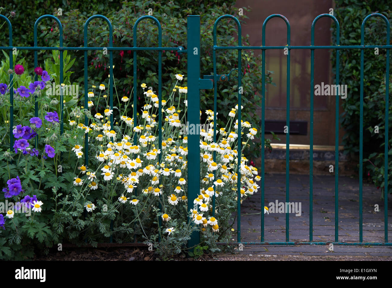 Anthemis Nobilis. Roman Chamomile Blume durch Garten Metallgeländer in einem englischen Garten wächst Stockfoto