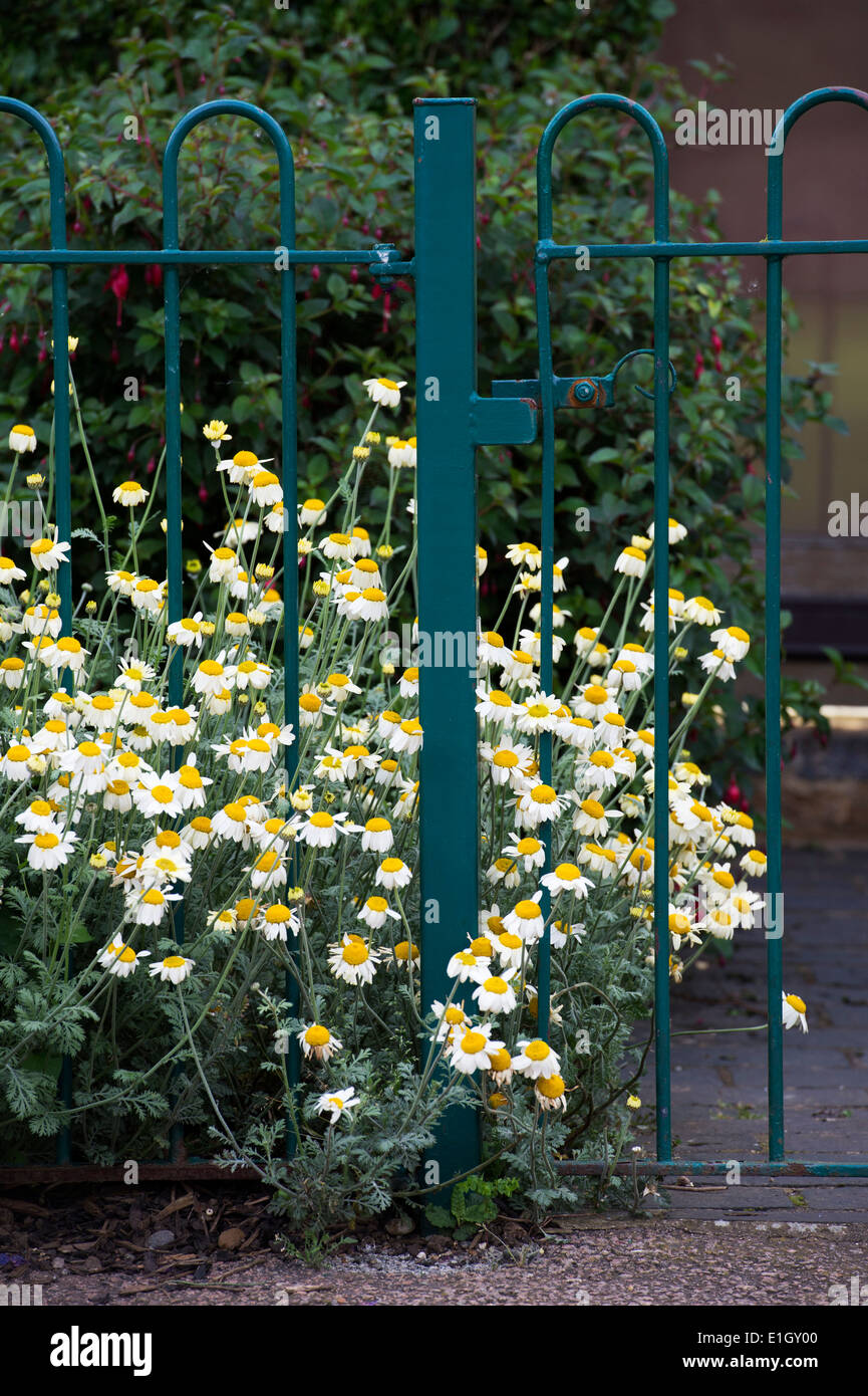 Anthemis Nobilis. Roman Chamomile Blume durch Garten Metallgeländer in einem englischen Garten wächst Stockfoto