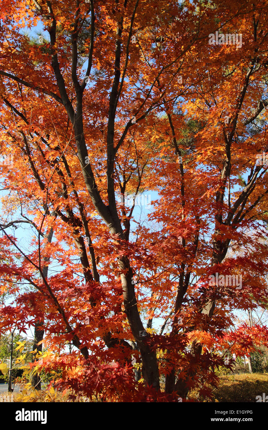 japanische rot-Ahorn Baum Hintergrund, Saitama, Japan Stockfoto