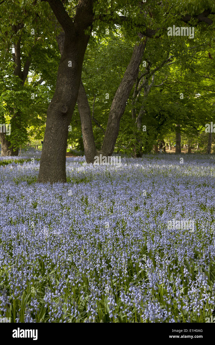 Ein Meer von Bluebells im Brooklyn Botanic Garden, Brooklyn, NY. Stockfoto
