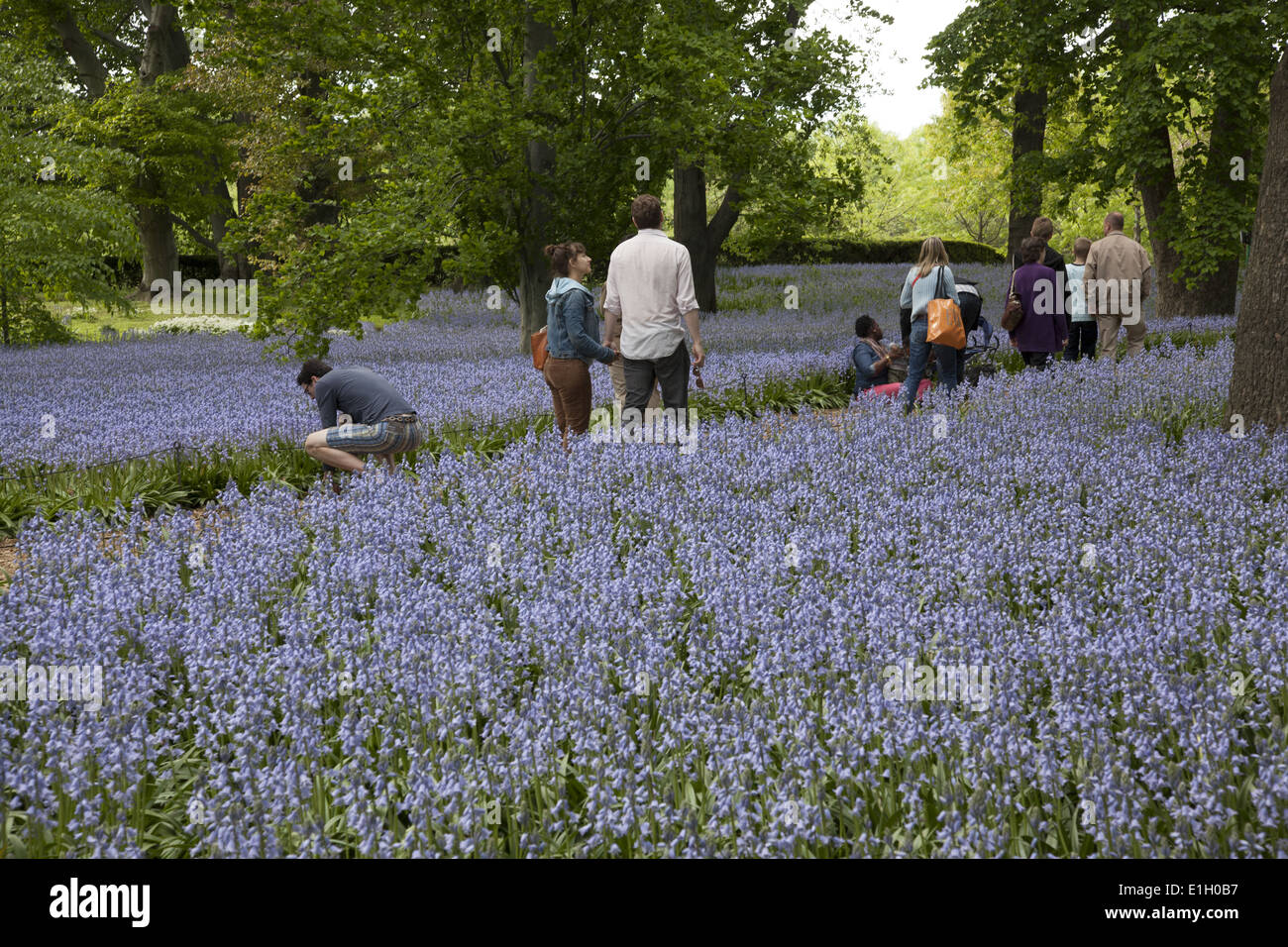 Ein Meer von Bluebells im Brooklyn Botanic Garden, Brooklyn, NY. Stockfoto