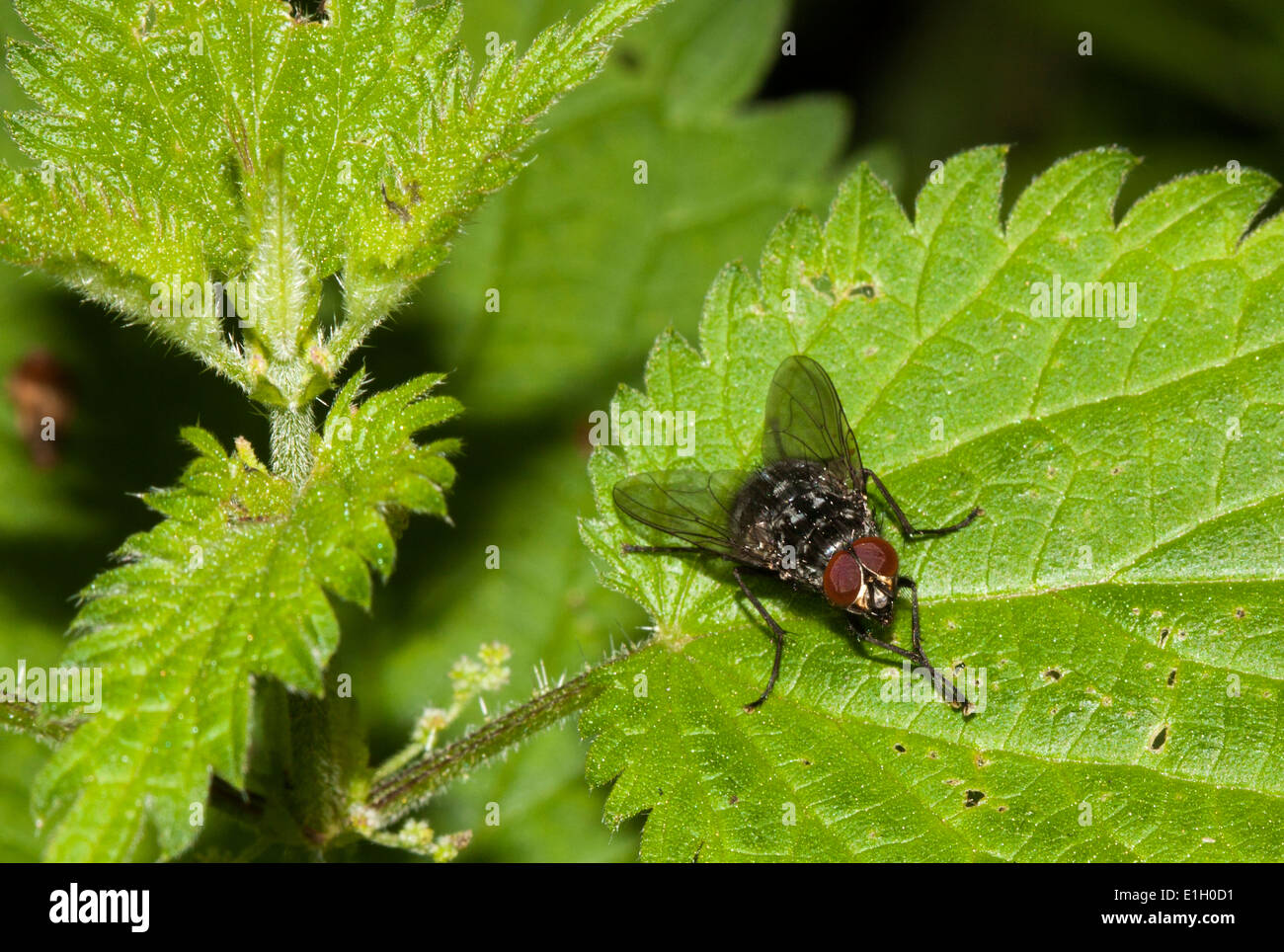 Stabile Fly Stockfoto