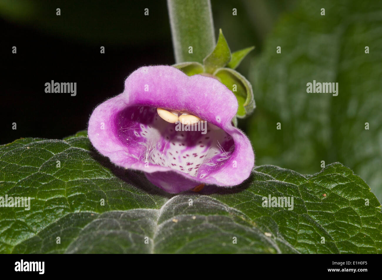 Fingerhut Blume zeigt die Staubfäden, dass eine Biene auf reiben wird zu anderen Blüten bestäuben Stockfoto