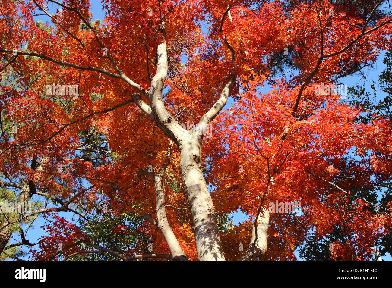 japanische rot-Ahorn Baum Hintergrund, Saitama, Japan Stockfoto