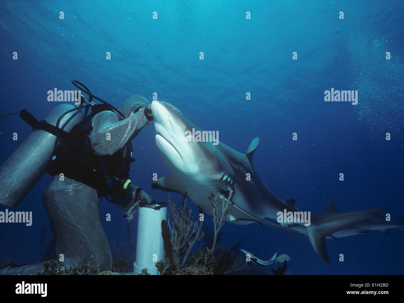 Karibische Riffhaie und Shark-Handler in Kettenhemd Anzug - (Carcharhinus Perezi) - Bahamas Stockfoto