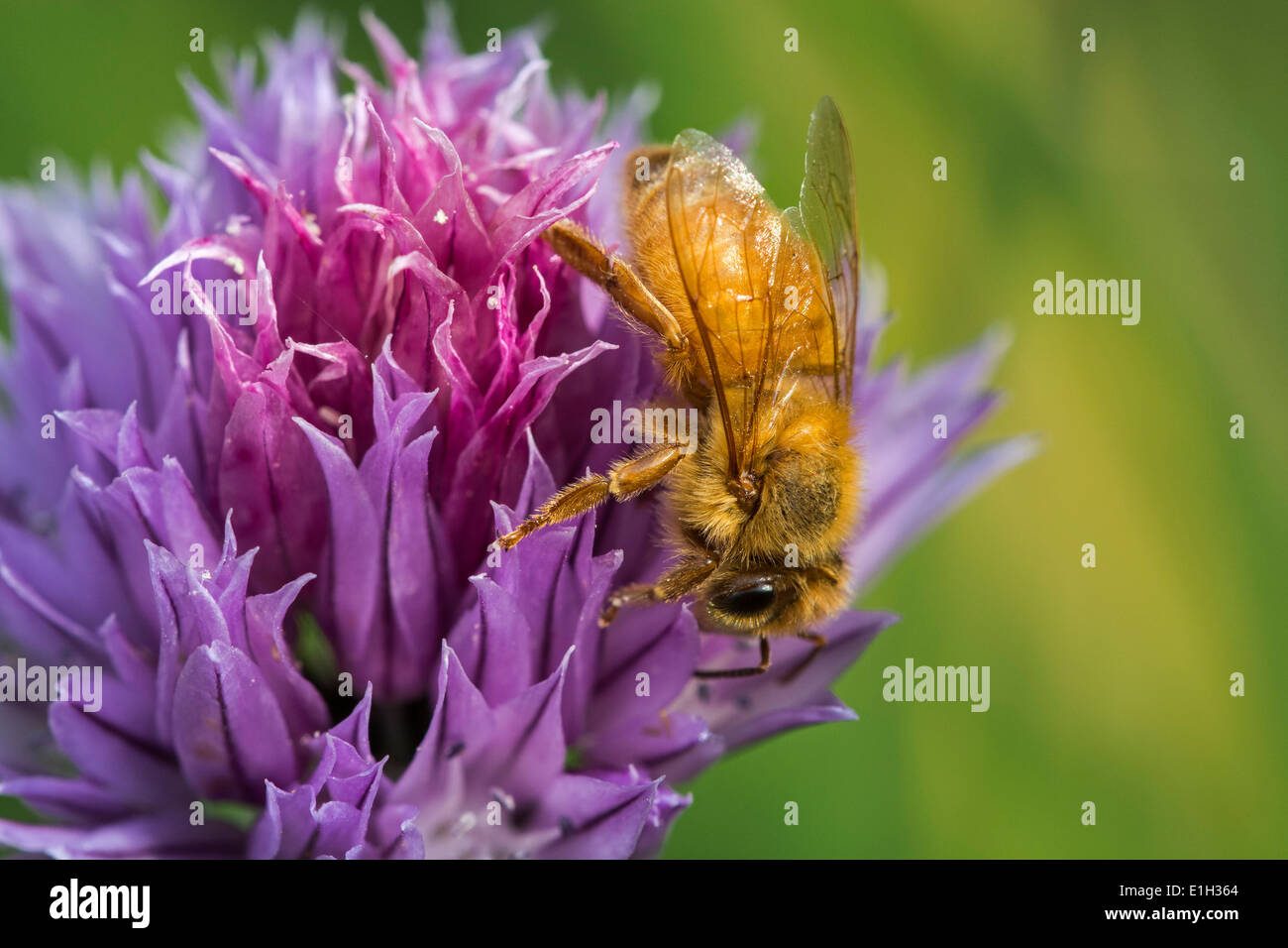 Italienische Cordovan Biene (Apis Mellifera Ligustica), Unterart der westlichen Honigbienen (Apis Mellifera) sammeln Nektar Stockfoto